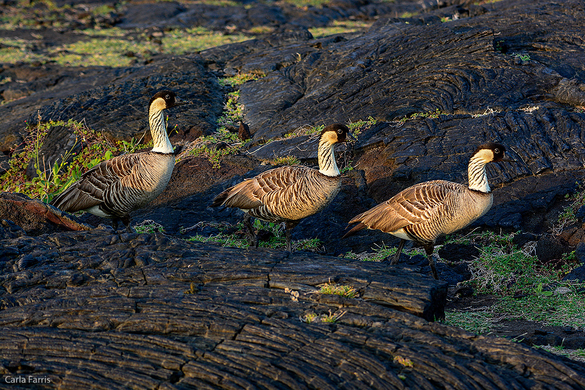 NeNe Geese