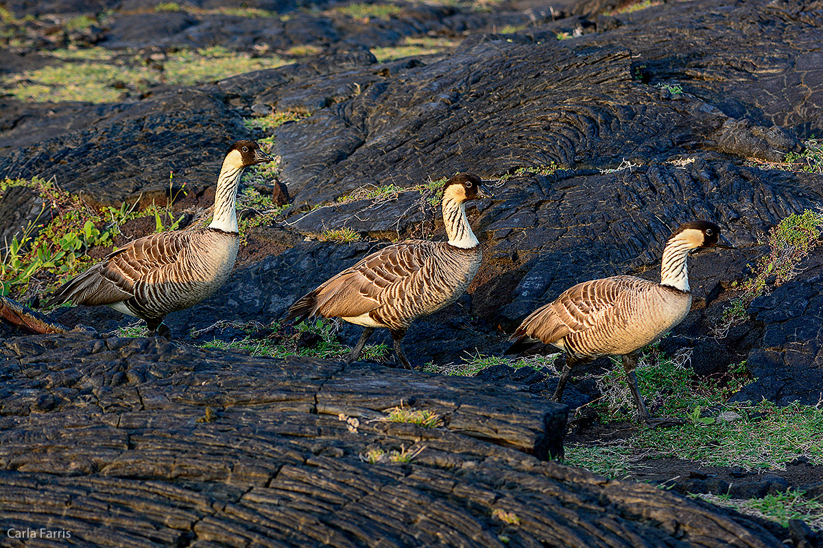 NeNe Geese