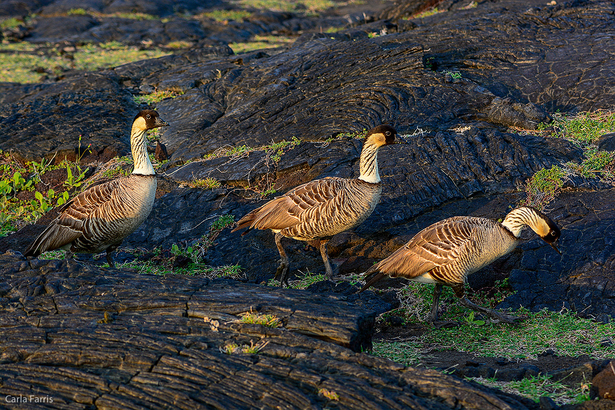 NeNe Geese