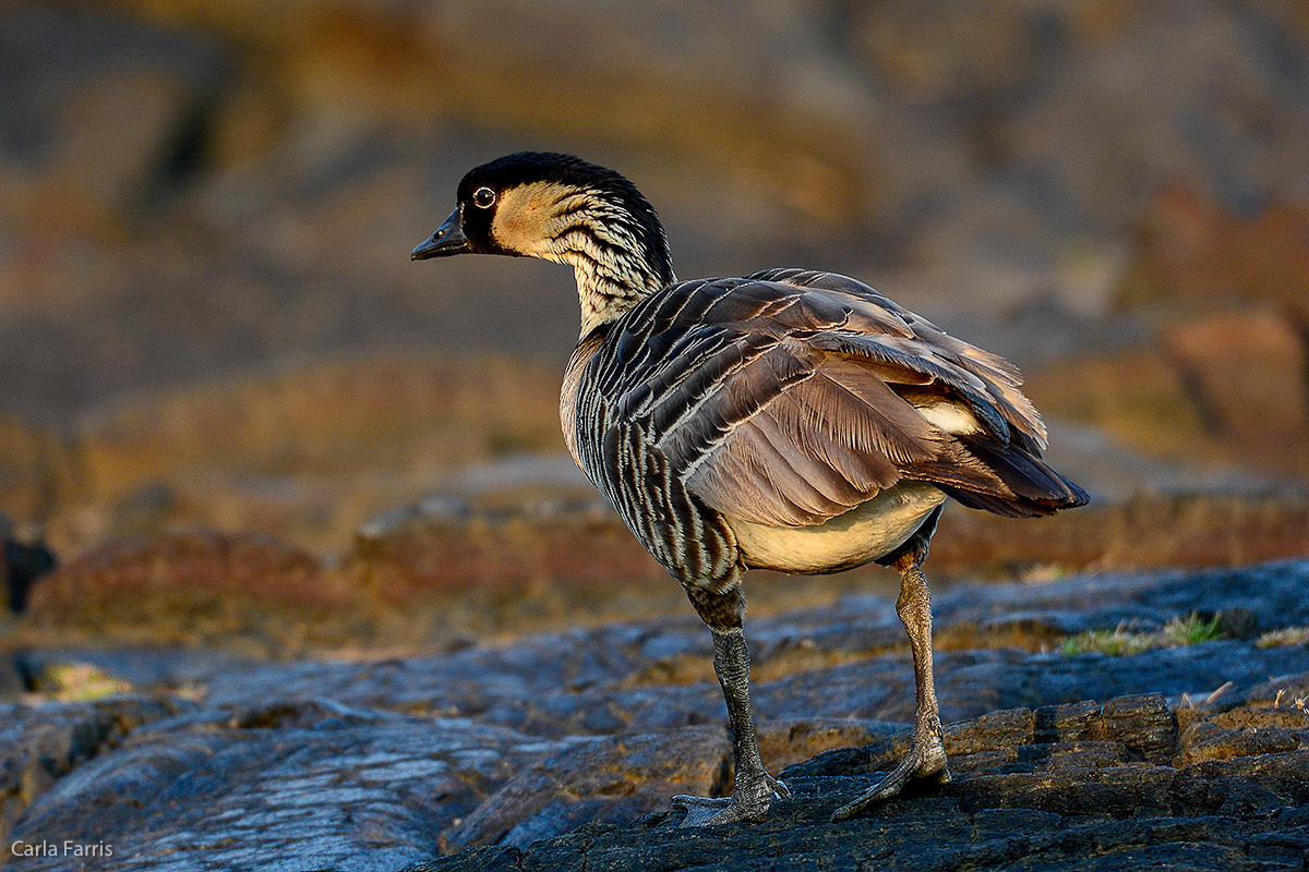 NeNe Geese