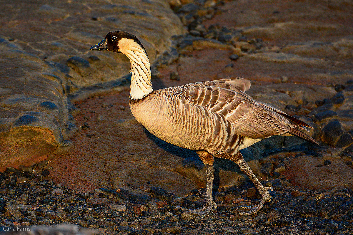 NeNe Geese