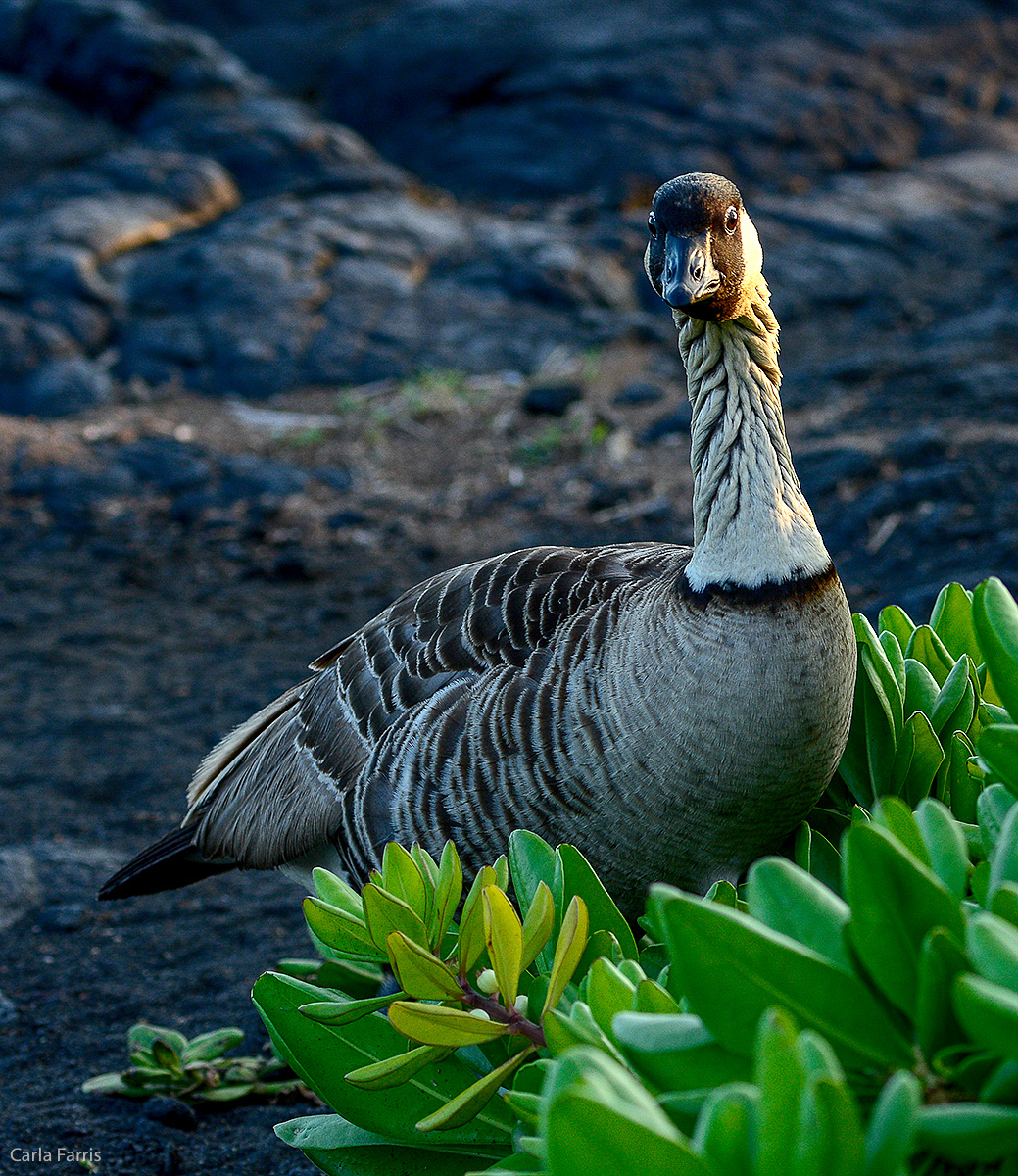 NeNe Geese