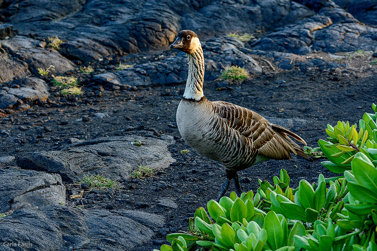 NeNe Geese