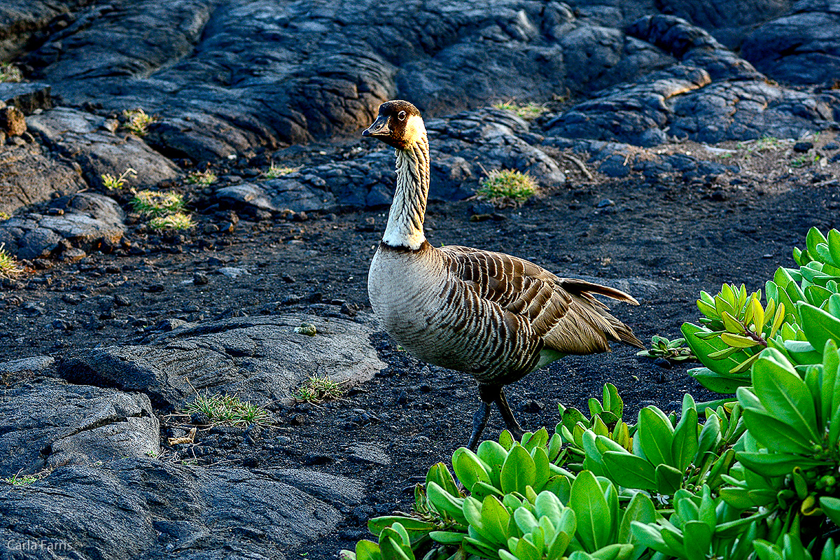 NeNe Geese