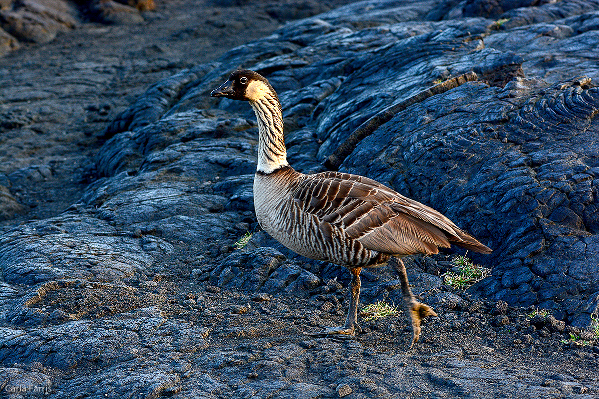 NeNe Geese