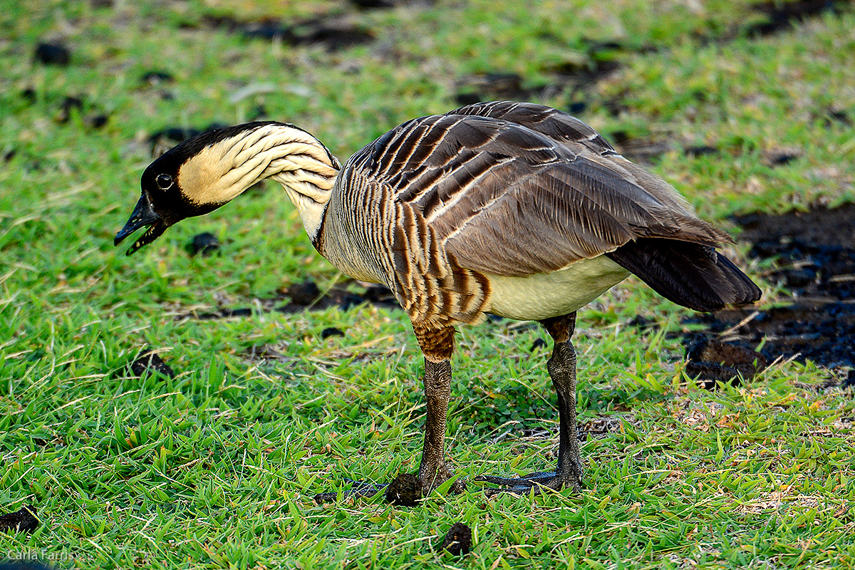 NeNe Geese