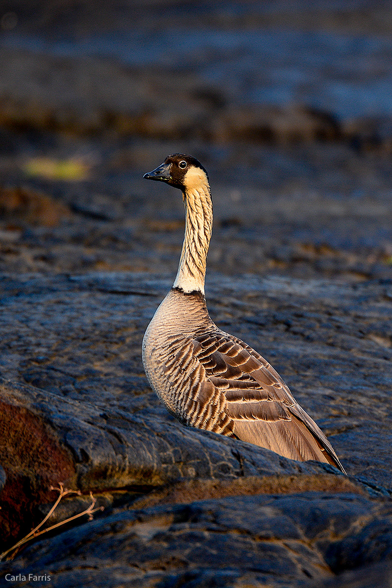 NeNe Geese