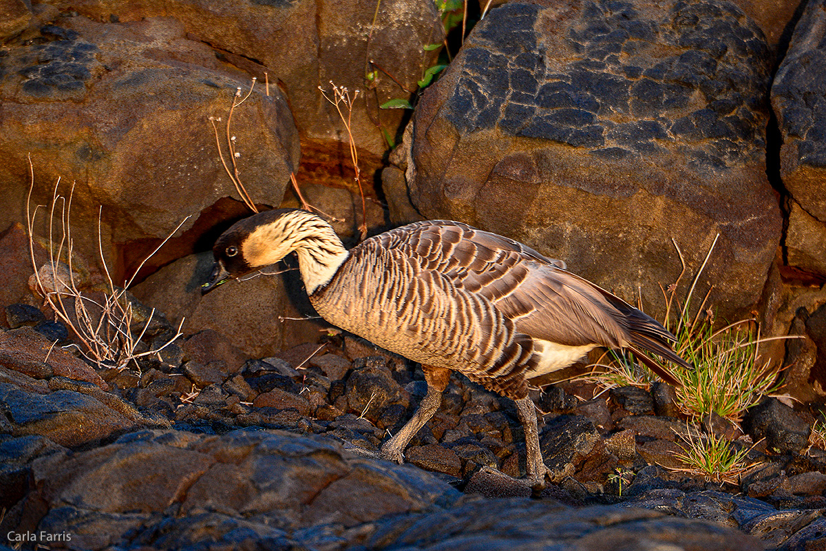 NeNe Geese