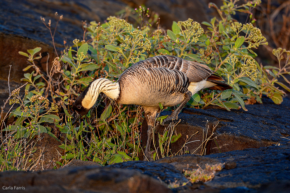 NeNe Geese