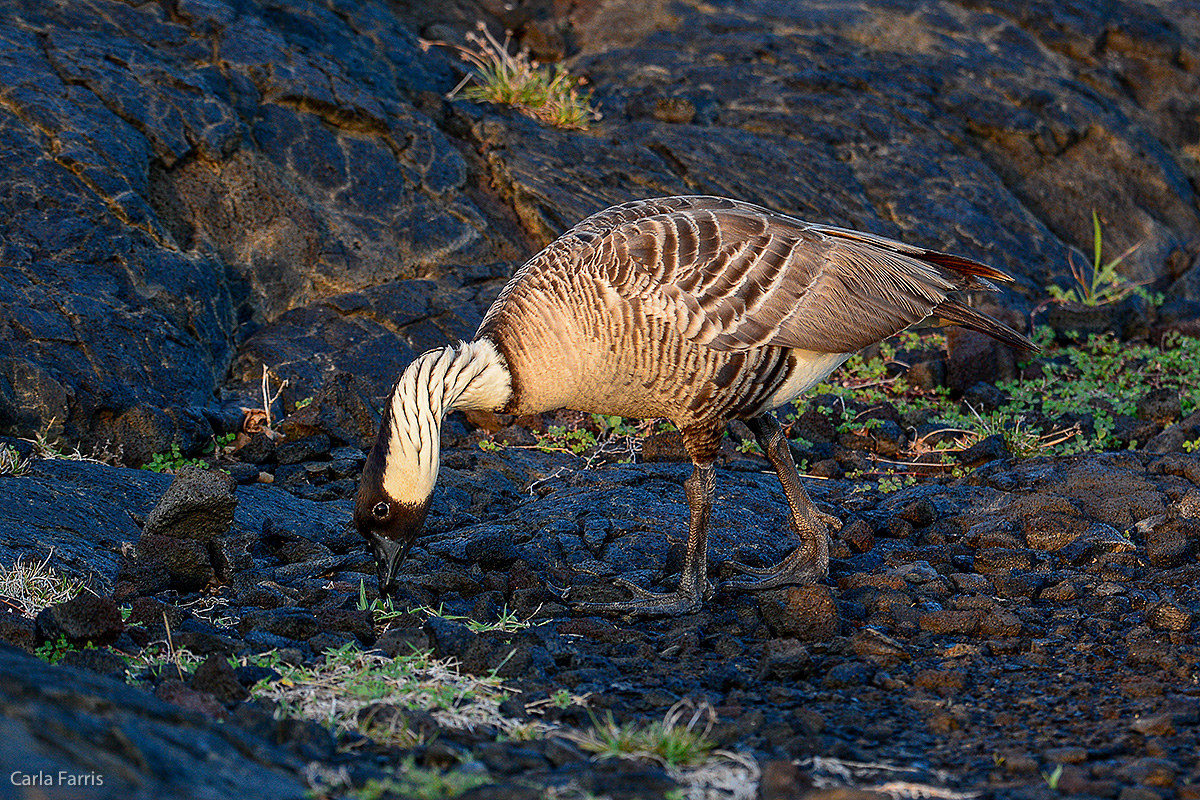 NeNe Geese