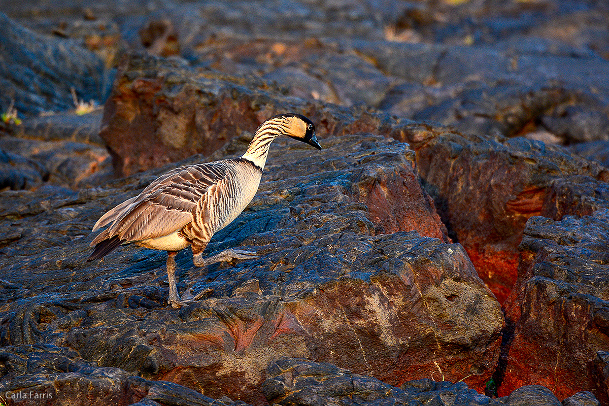 NeNe Geese