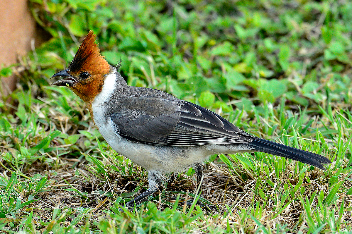 Red Crested Cardinal