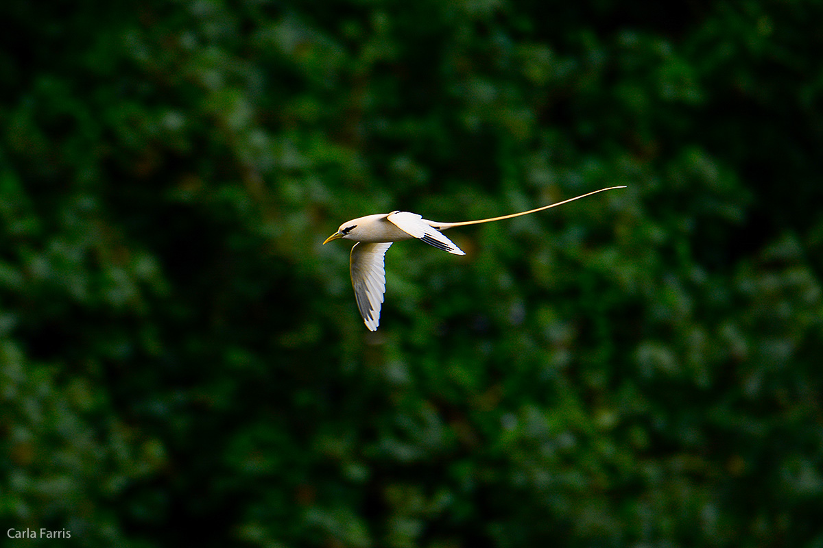 White-Tailed Tropicbird