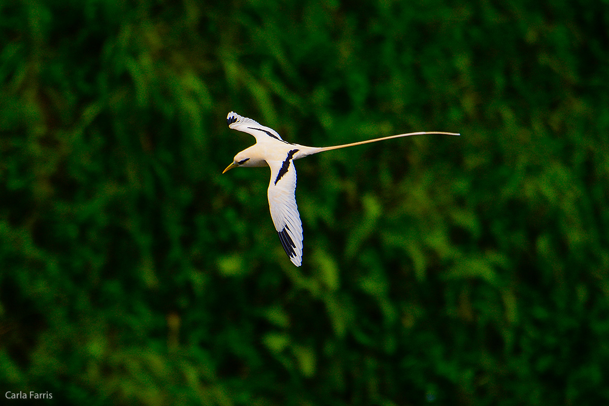 White-Tailed Tropicbird