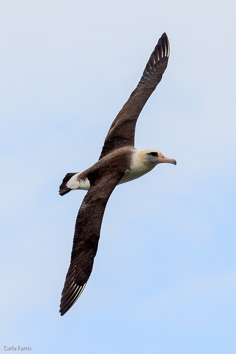 Albatross