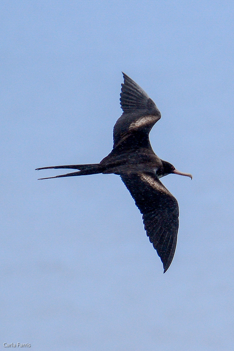 Frigatebird