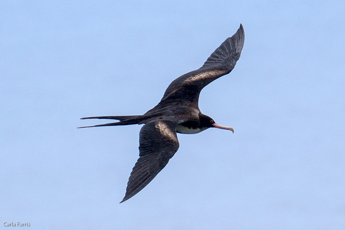 Frigatebird