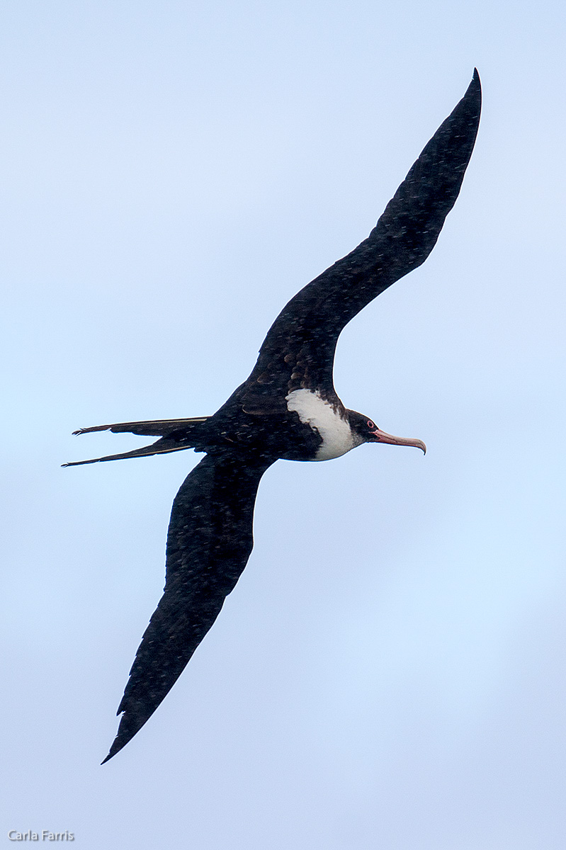 Frigatebird