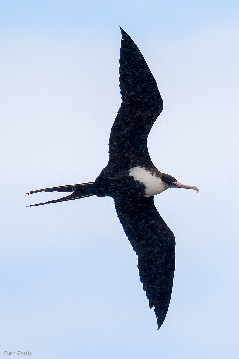 Frigatebird