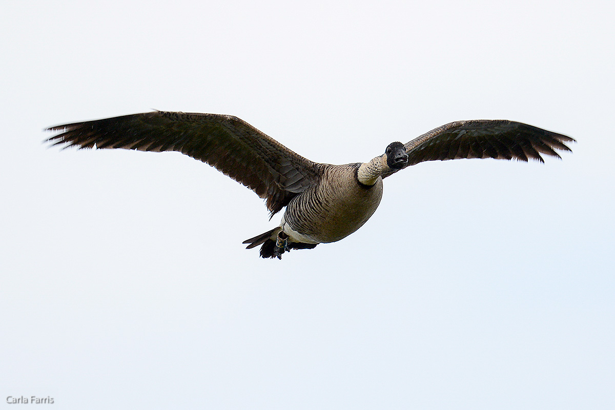 NeNe Geese near the Lighthouse