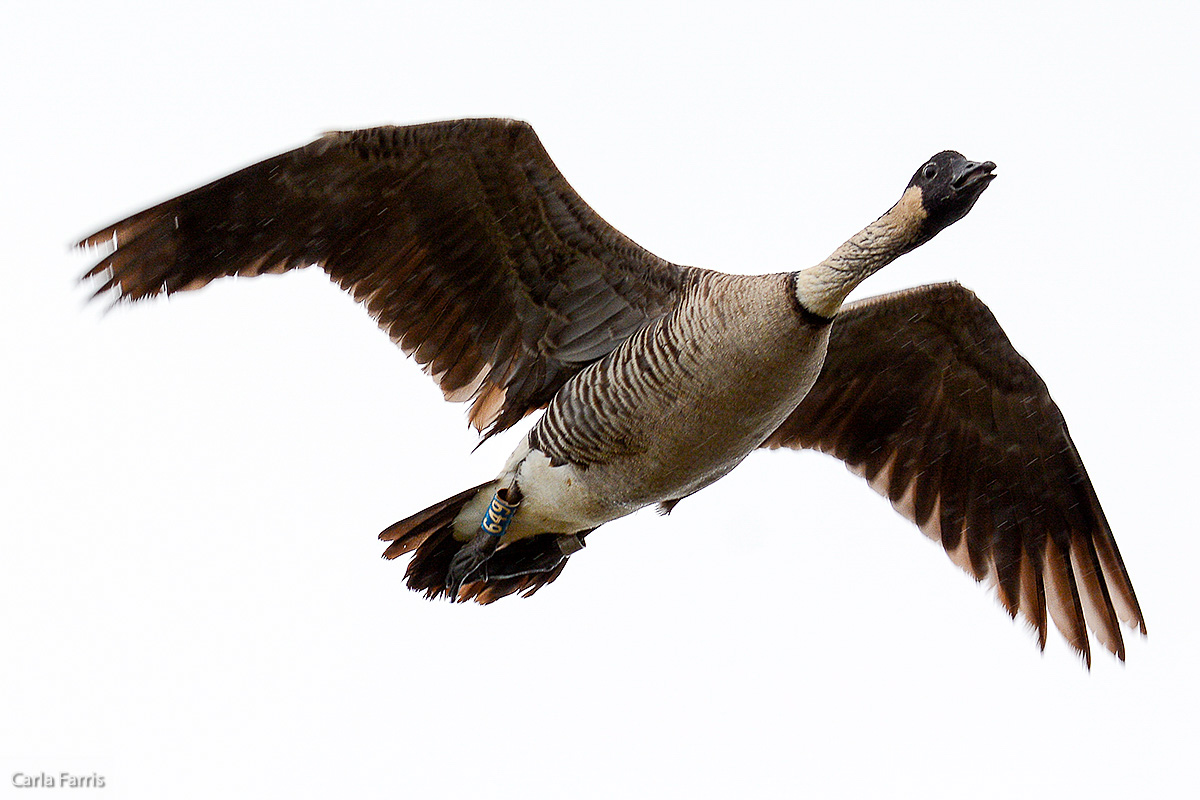 NeNe Geese near the Lighthouse