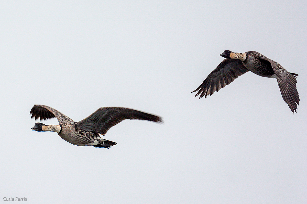 NeNe Geese near the Lighthouse