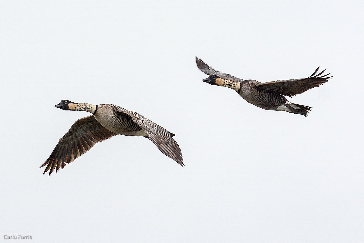 NeNe Geese near the Lighthouse