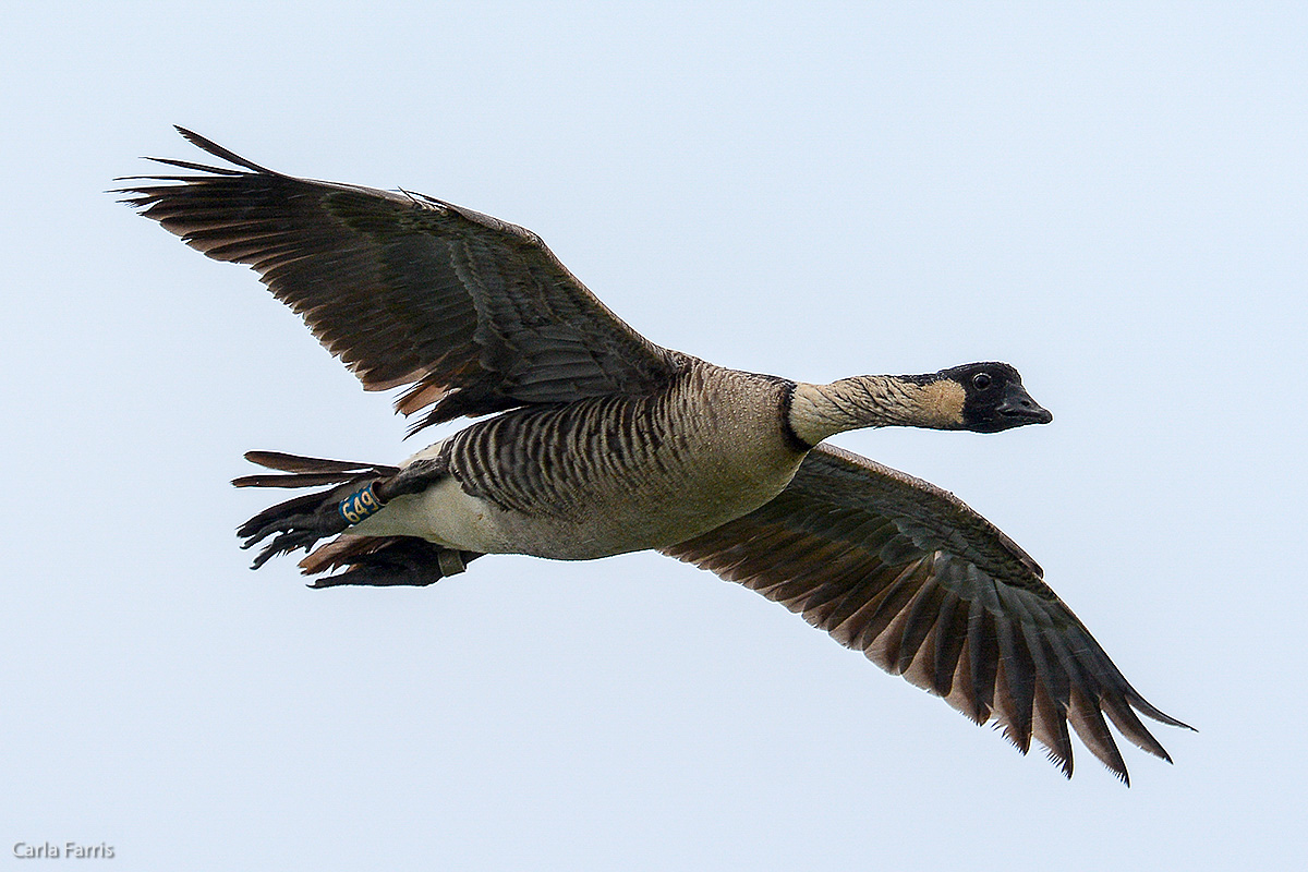 NeNe Geese near the Lighthouse