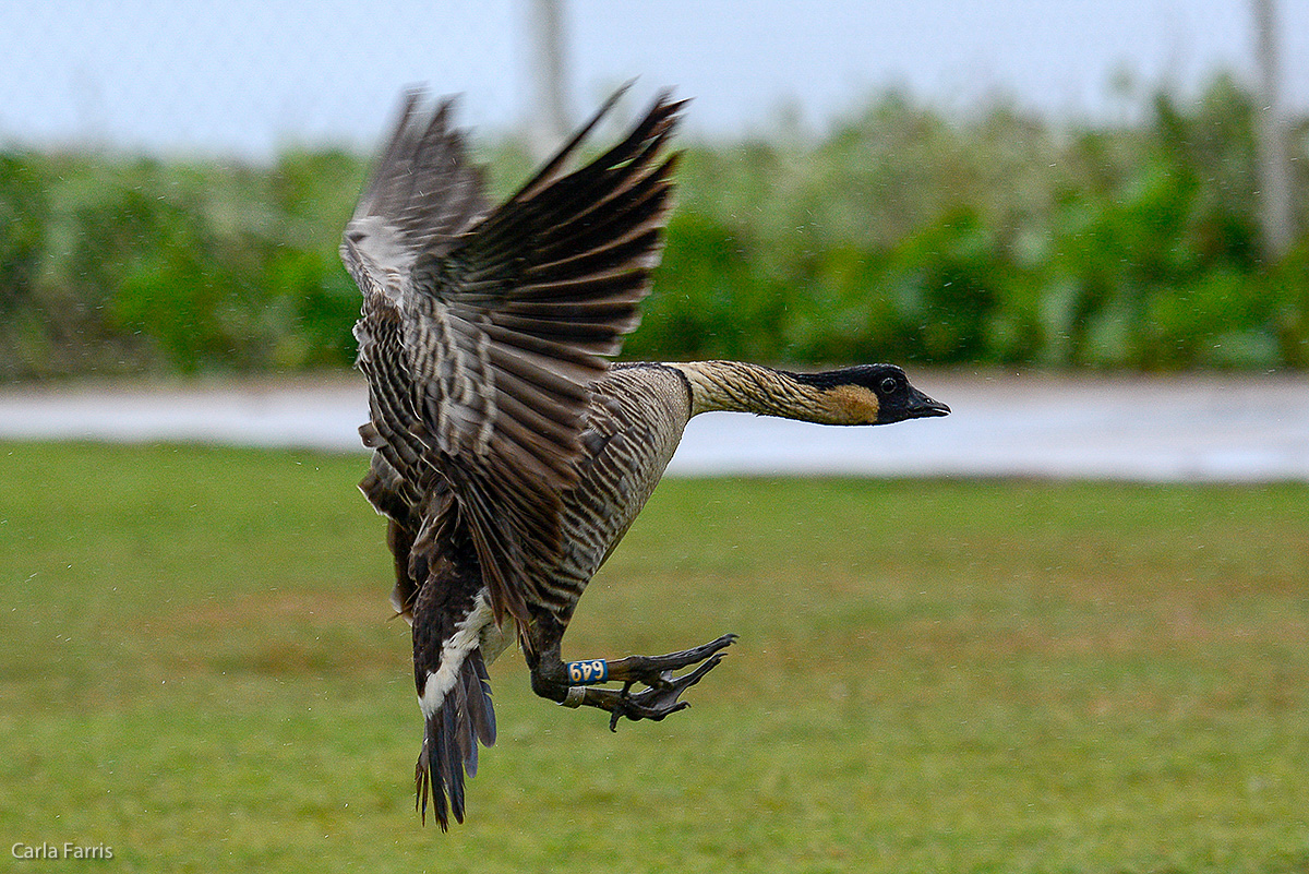 NeNe Geese near the Lighthouse