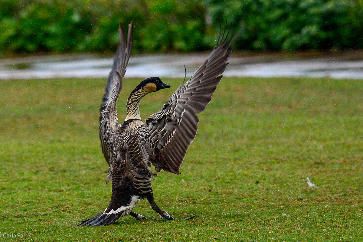 NeNe Geese near the Lighthouse