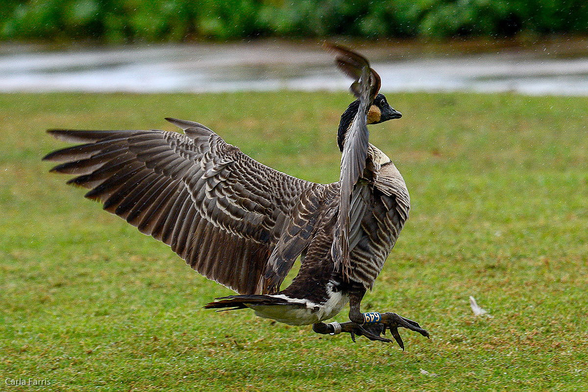 NeNe Geese near the Lighthouse