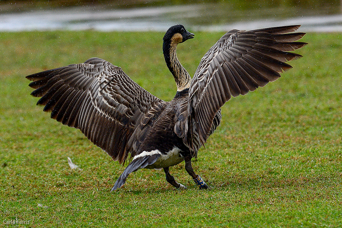 NeNe Geese near the Lighthouse