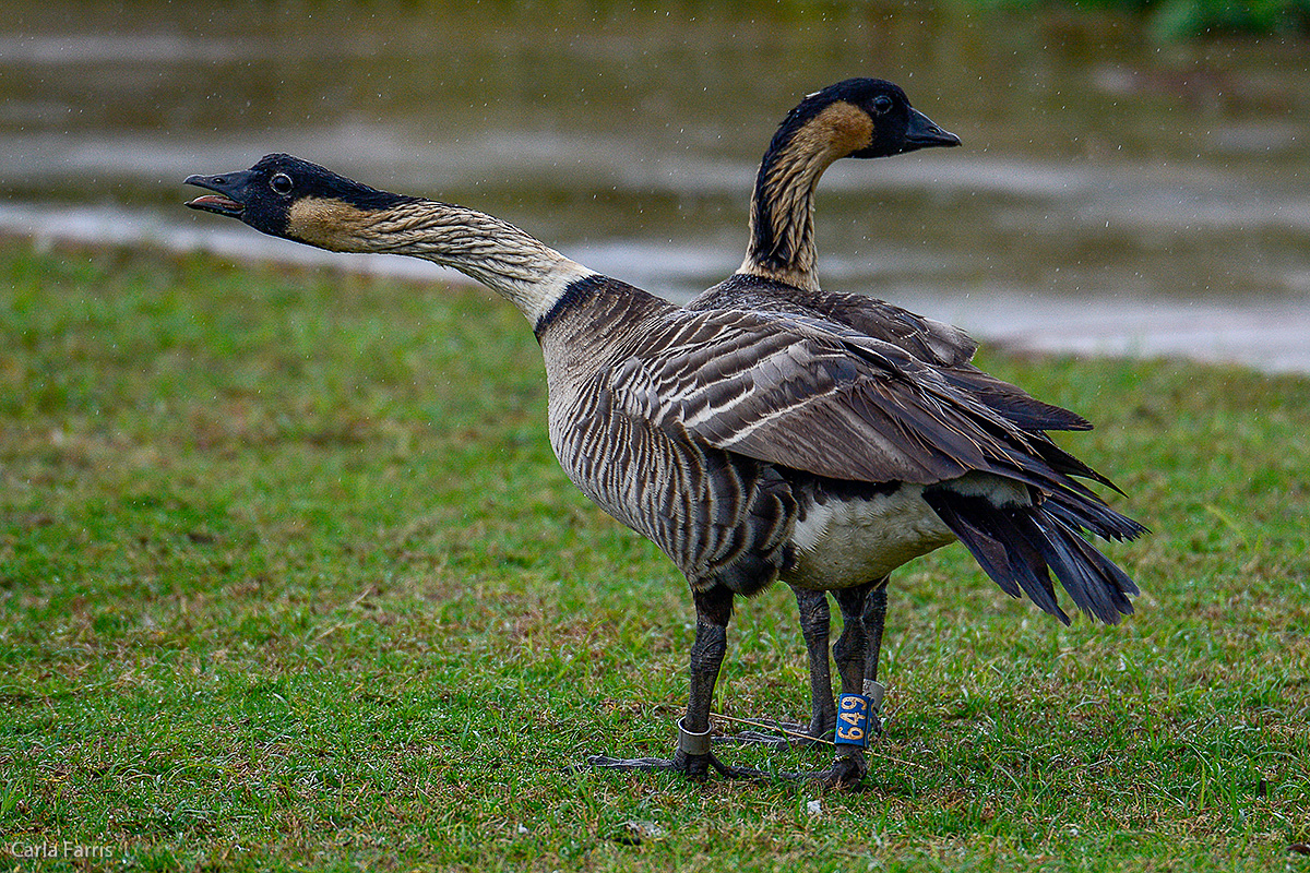 NeNe Geese near the Lighthouse