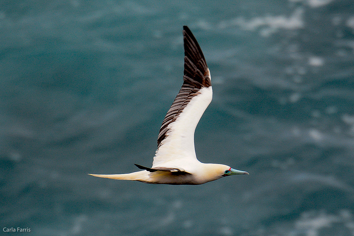 Red-Footed Booby