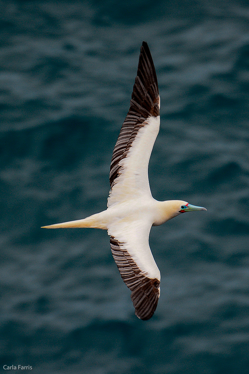 Red-Footed Booby