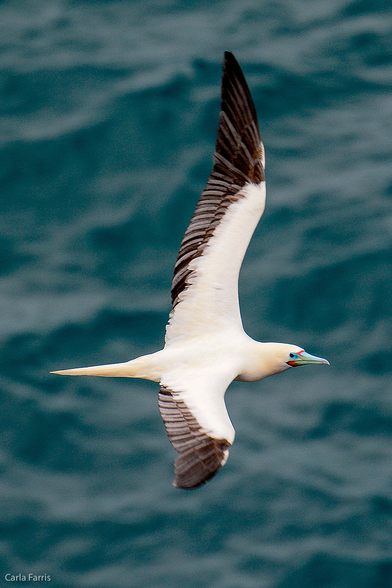 Red-Footed Booby