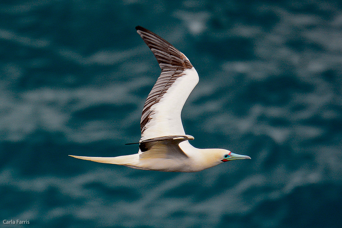 Red-Footed Booby