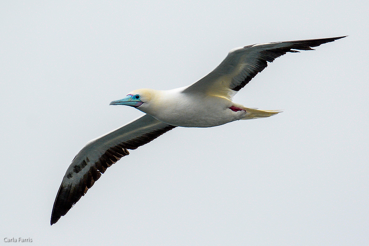 Red-Footed Booby