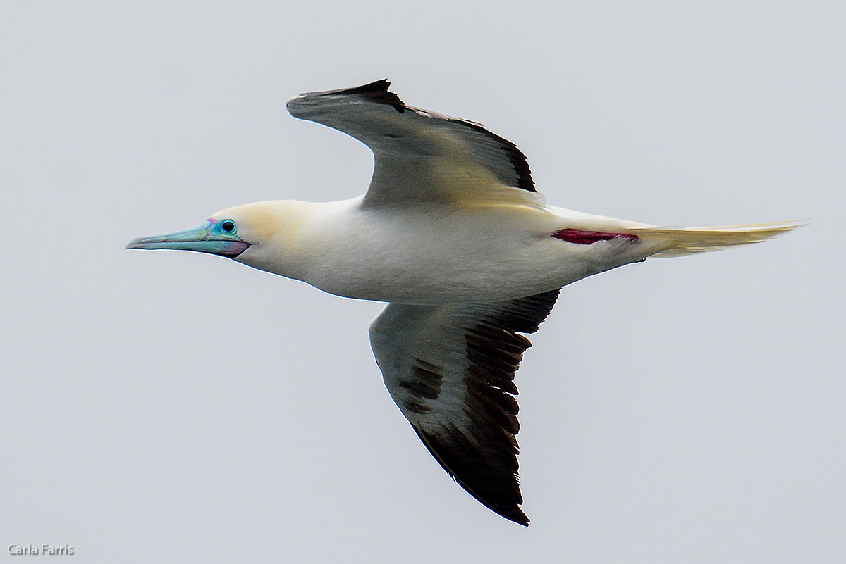 Red-Footed Booby