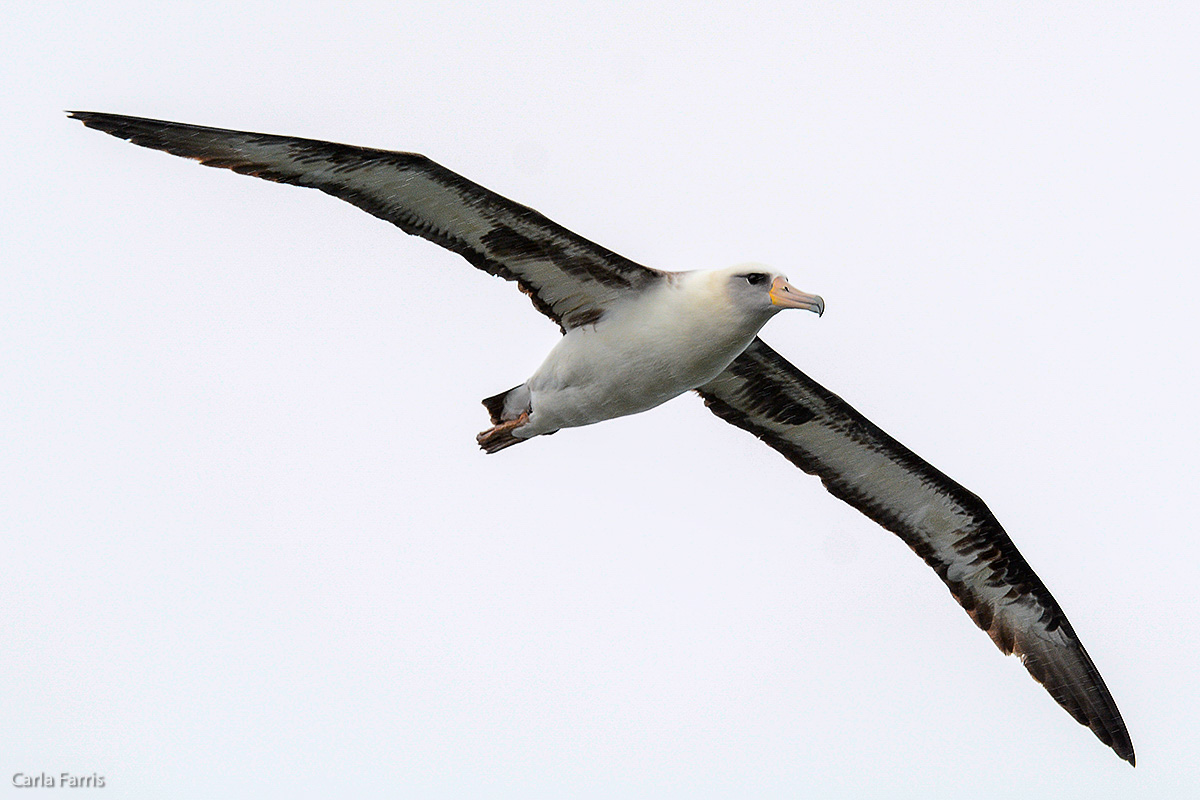 Albatross