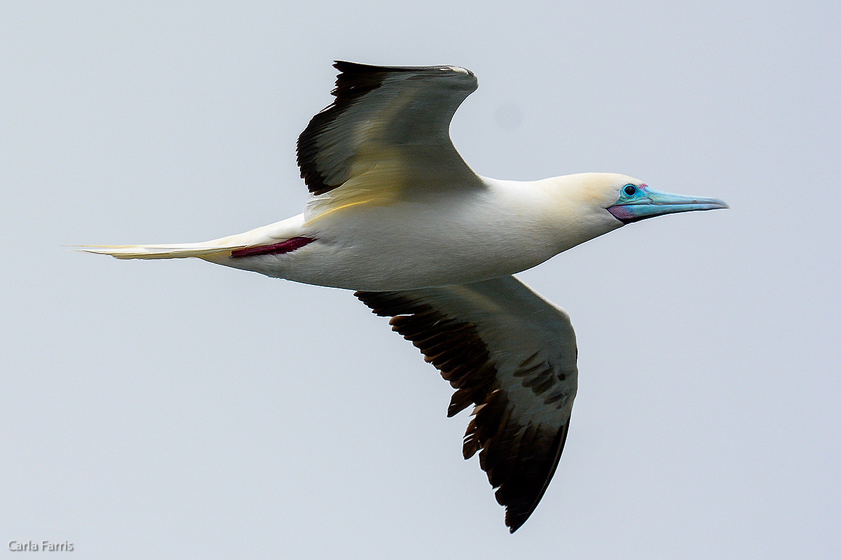 Red-Footed Booby