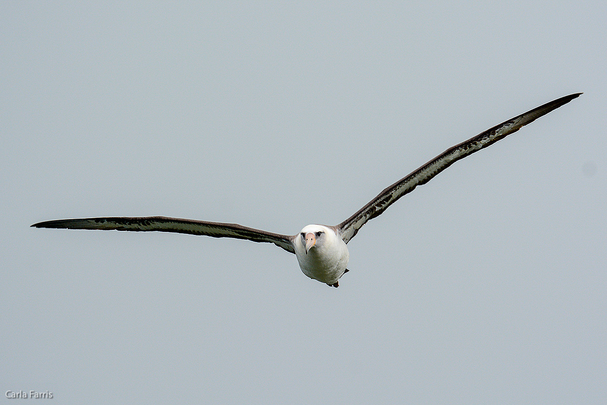 Albatross