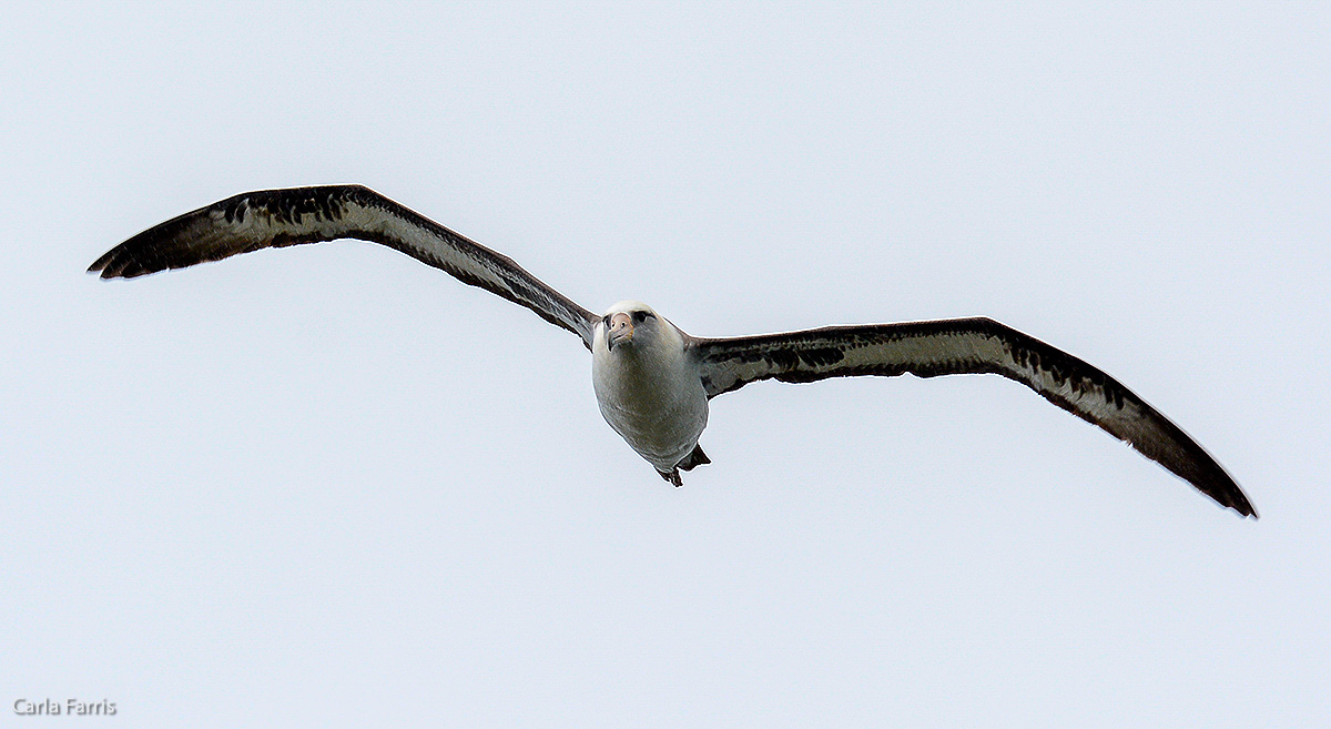 Albatross