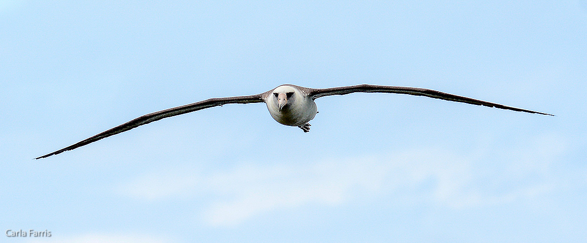 Albatross