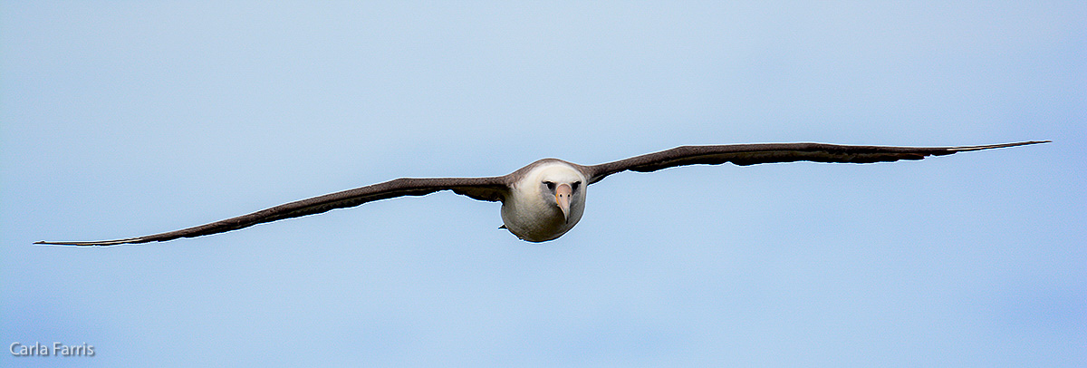 Albatross