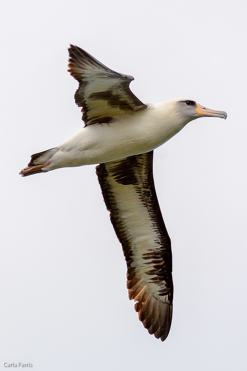 Albatross