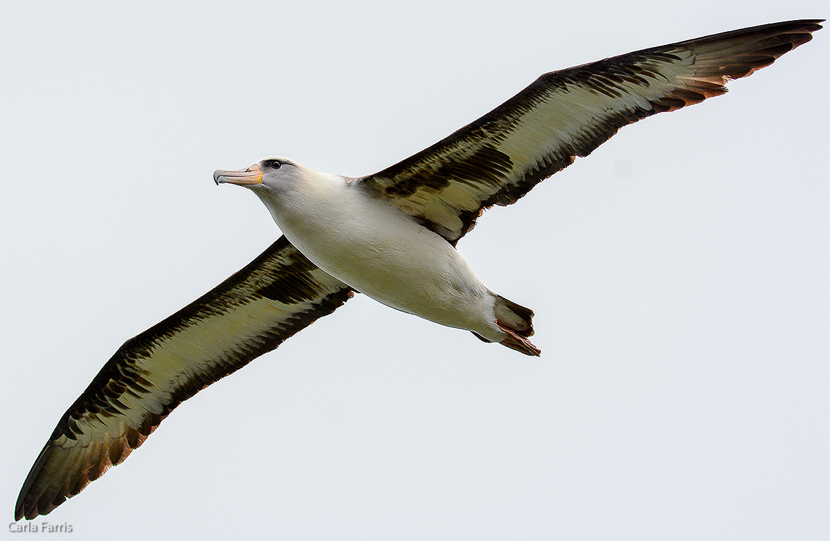 Albatross