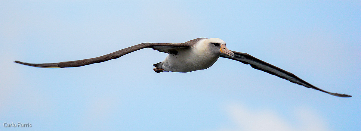 Albatross