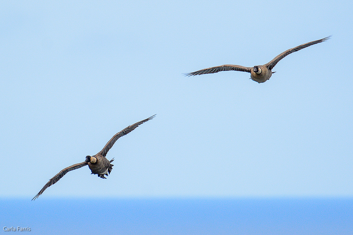 NeNe Geese near the Lighthouse