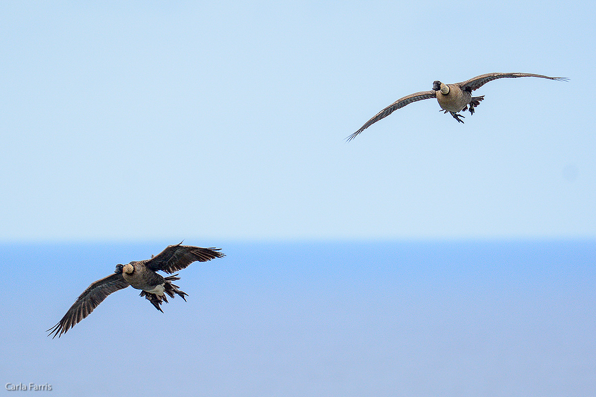 NeNe Geese near the Lighthouse